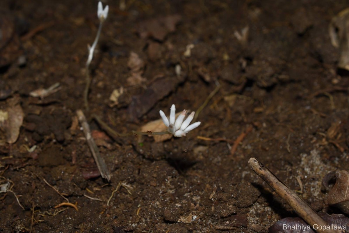 Campylosiphon championii (Thwaites) Xiao J.Li & D.X.Zhang